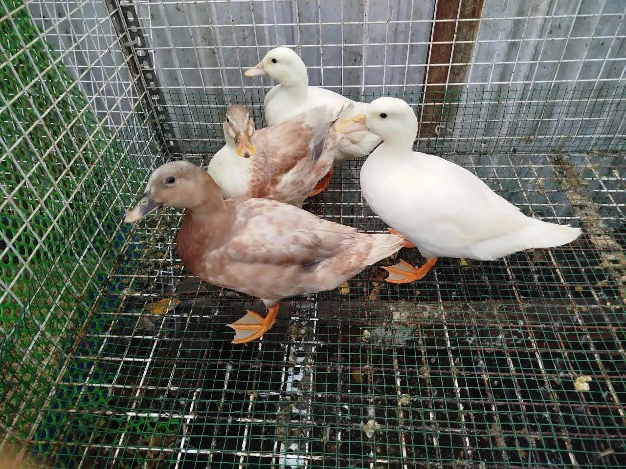 Trào Lưu Trẻ Em Thích Nuôi Vịt Call Duck