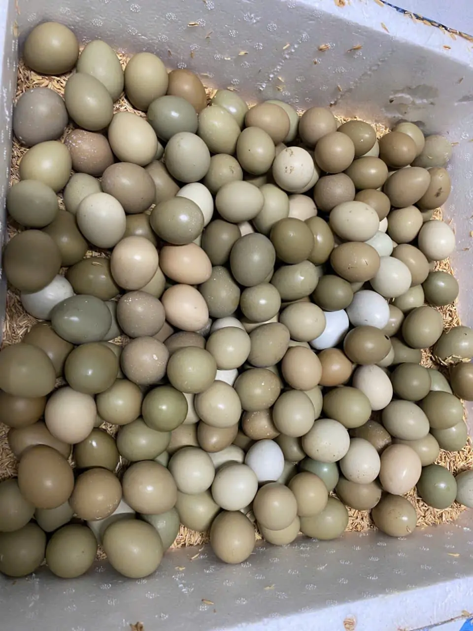 Trứng chim trĩ c&oacute; thực sự bổ dưỡng hơn trứng g&agrave;