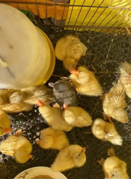 V&igrave; sao Vịt Call Duck được gọi l&agrave; th&uacute; cưng quốc d&acirc;n