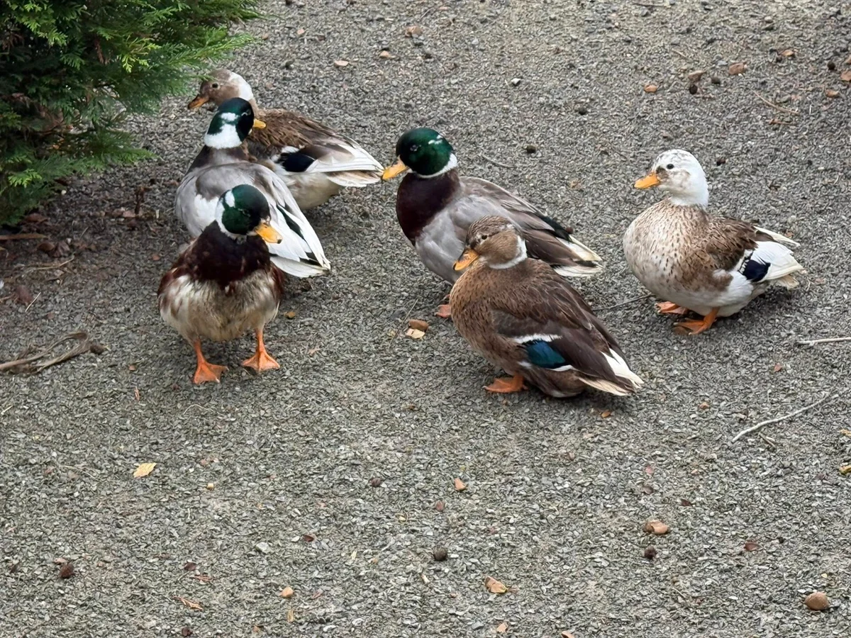 Vịt Call Duck c&oacute; dễ nu&ocirc;i kh&ocirc;ng