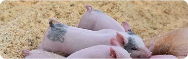 Biện pháp phòng trừ một số bệnh hay gặp ở Lợn
