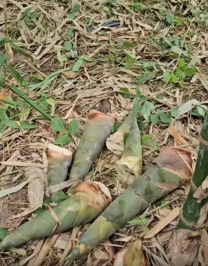 Cách trồng măng tre tứ quý hiệu quả