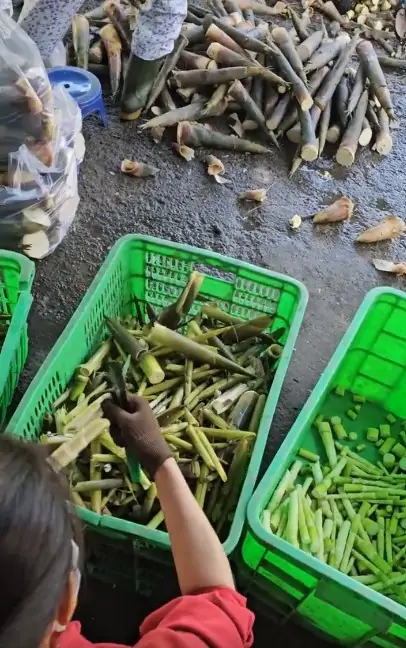 Cách trồng măng tre tứ quý hiệu quả