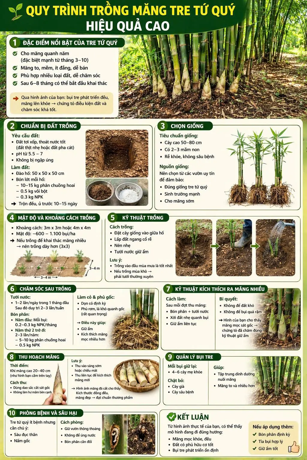 Cách trồng măng tre tứ quý hiệu quả