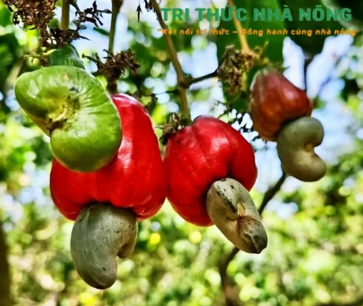 TRI THỨC NHÀ NÔNG