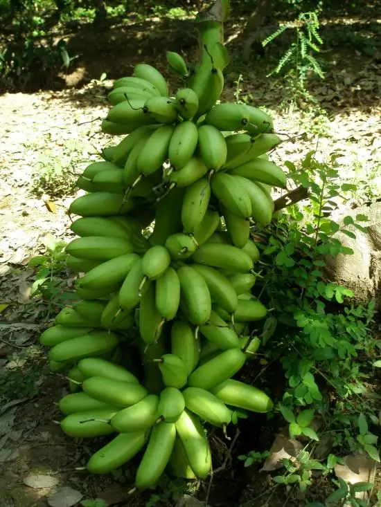 chuối cau Mẫn