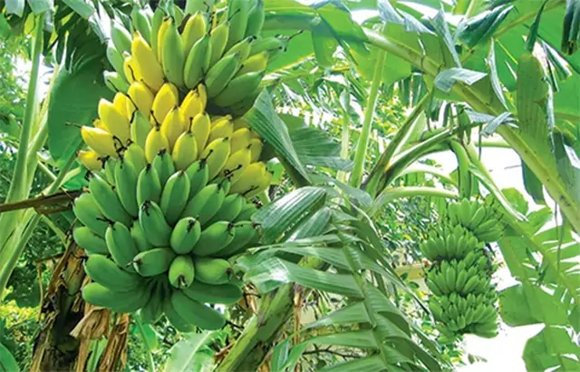 chuối cau Mẫn
