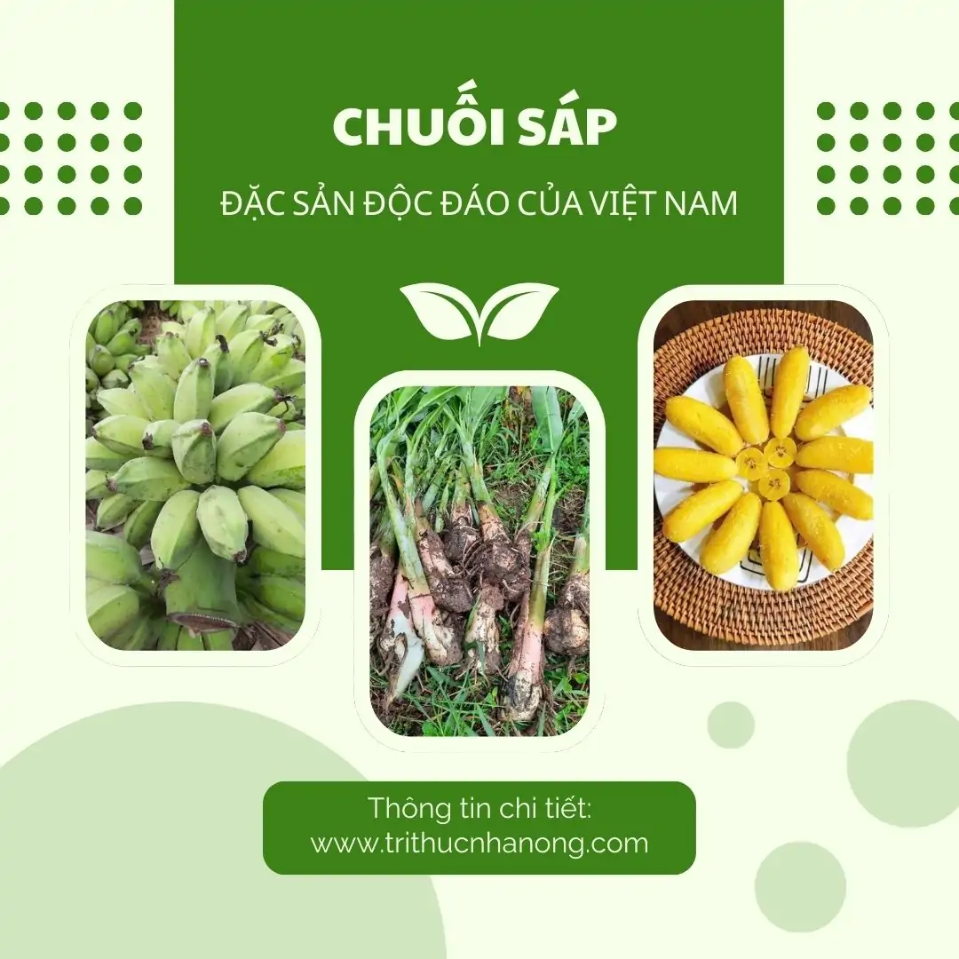 TRI THỨC NHÀ NÔNG