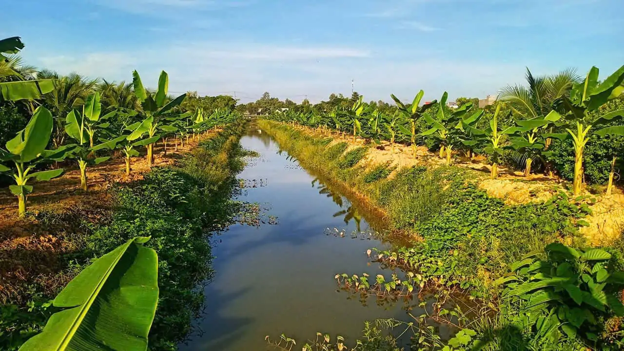 Chuối Sáp – Đặc Sản Độc Đáo Của Việt Nam