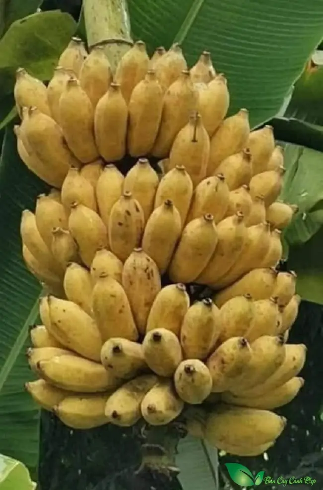 Giống chim Trích cồ