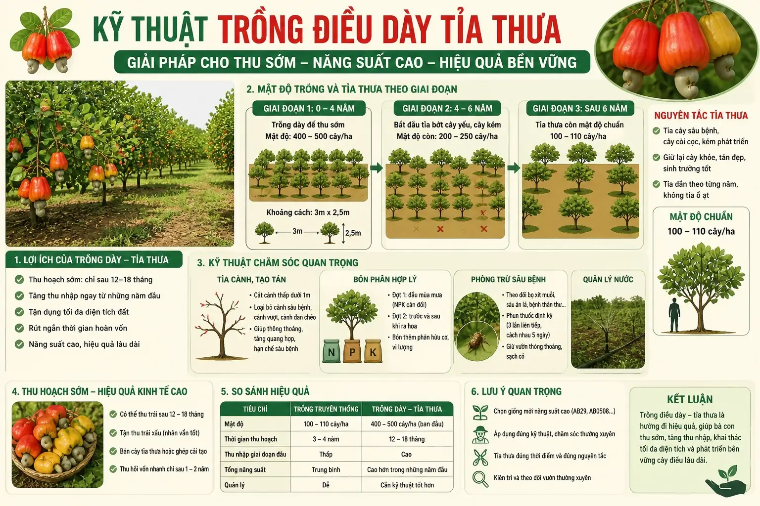 Kỹ thuật Trồng Điều D&agrave;y Tỉa Thưa