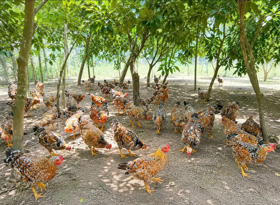 Gà ri hoa mơ Tiên Yên