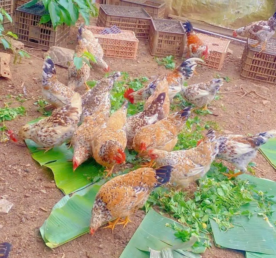 Gà ri hoa mơ Tiên Yên
