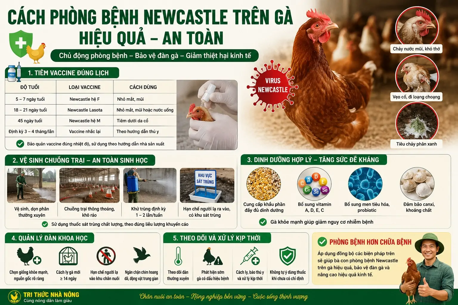 Cách Phòng Bệnh Newcastle Trên Gà Hiệu Quả