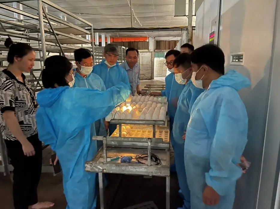 Cách Úm Gà Ai Cập Con Đạt Tỷ Lệ Sống Cao
