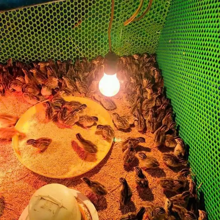 c&aacute;ch ấp trứng chim trĩ