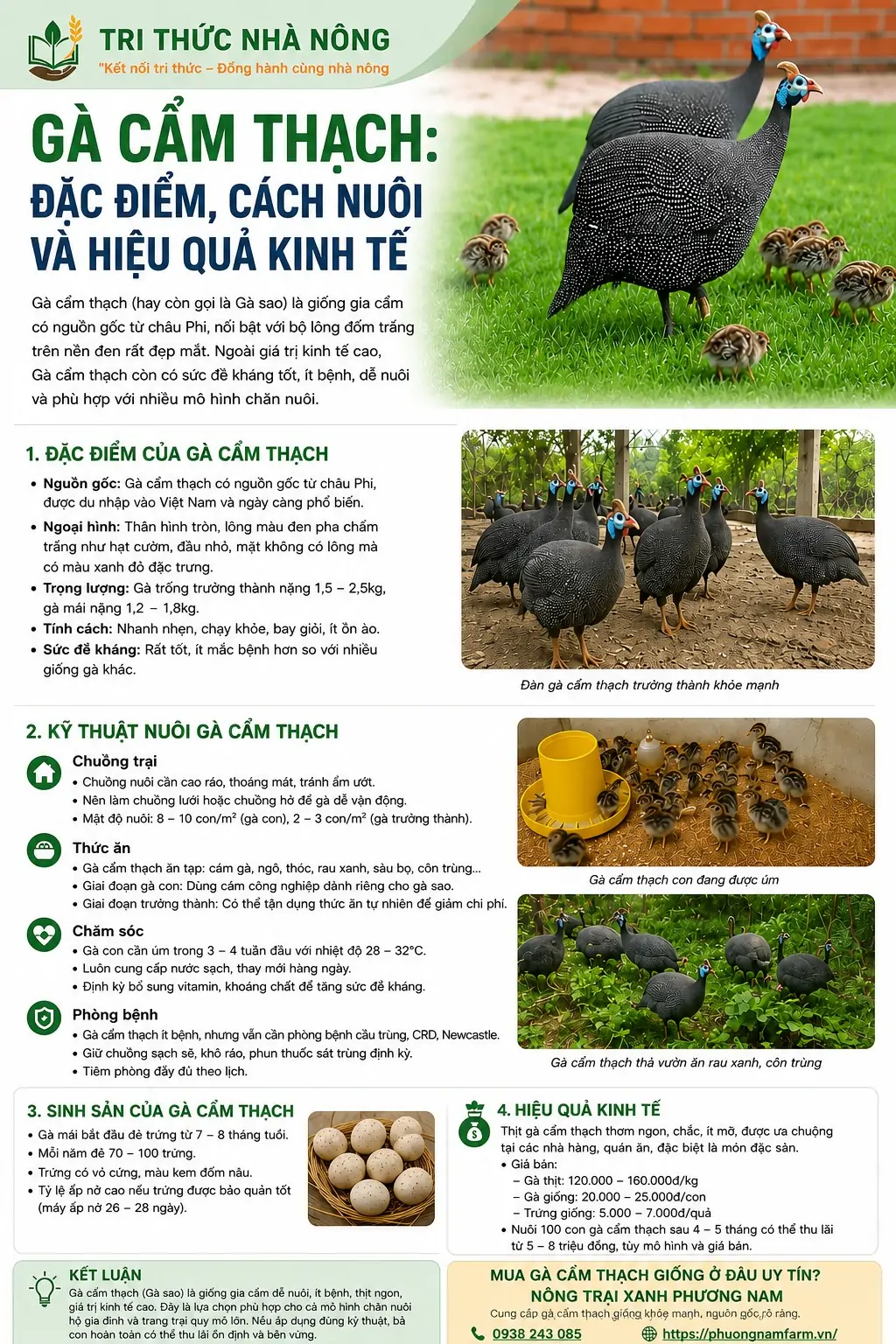 Nuôi Gà Cẩm Thạch có lời không
