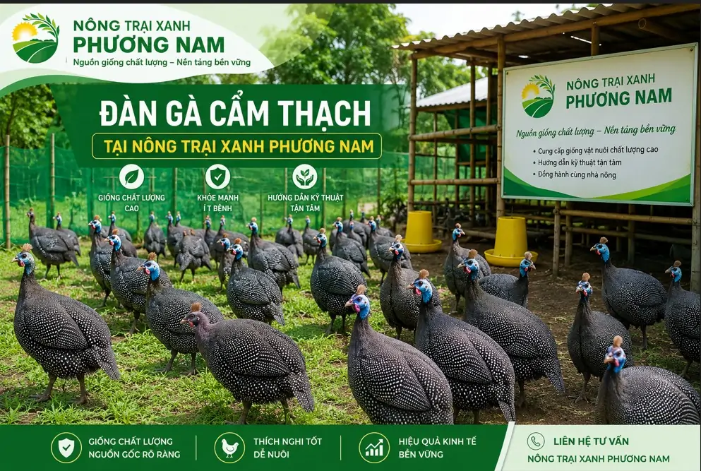 Gà cẩm thạch