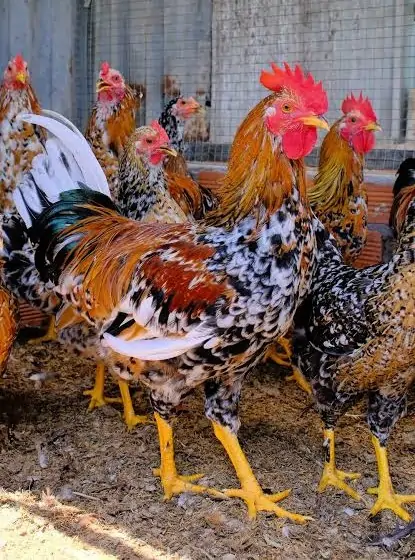 Chợ Mua Bán Con Giống Gia Cầm