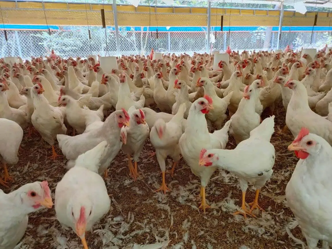 Giống chim Trích cồ