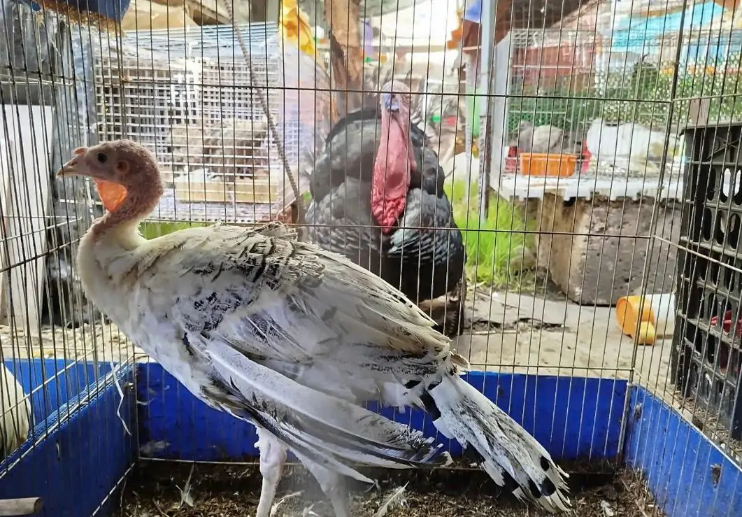 Gà tây – máy cắt cỏ sân vườn hiệu quả