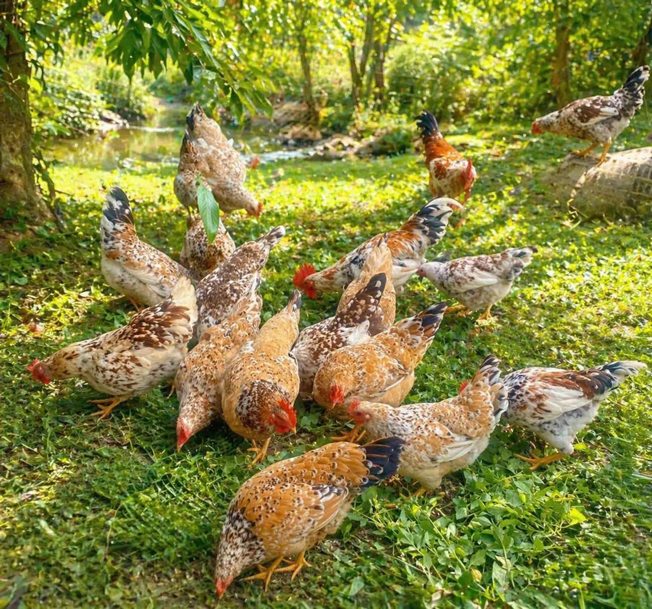 Kỹ thuật nu&ocirc;i g&agrave; ri hoa mơ cho người mới