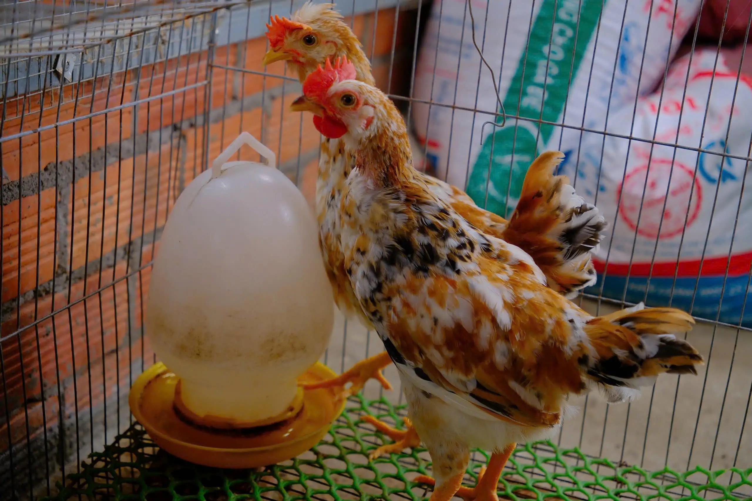 Kỹ thuật nu&ocirc;i g&agrave; ri hoa mơ cho người mới