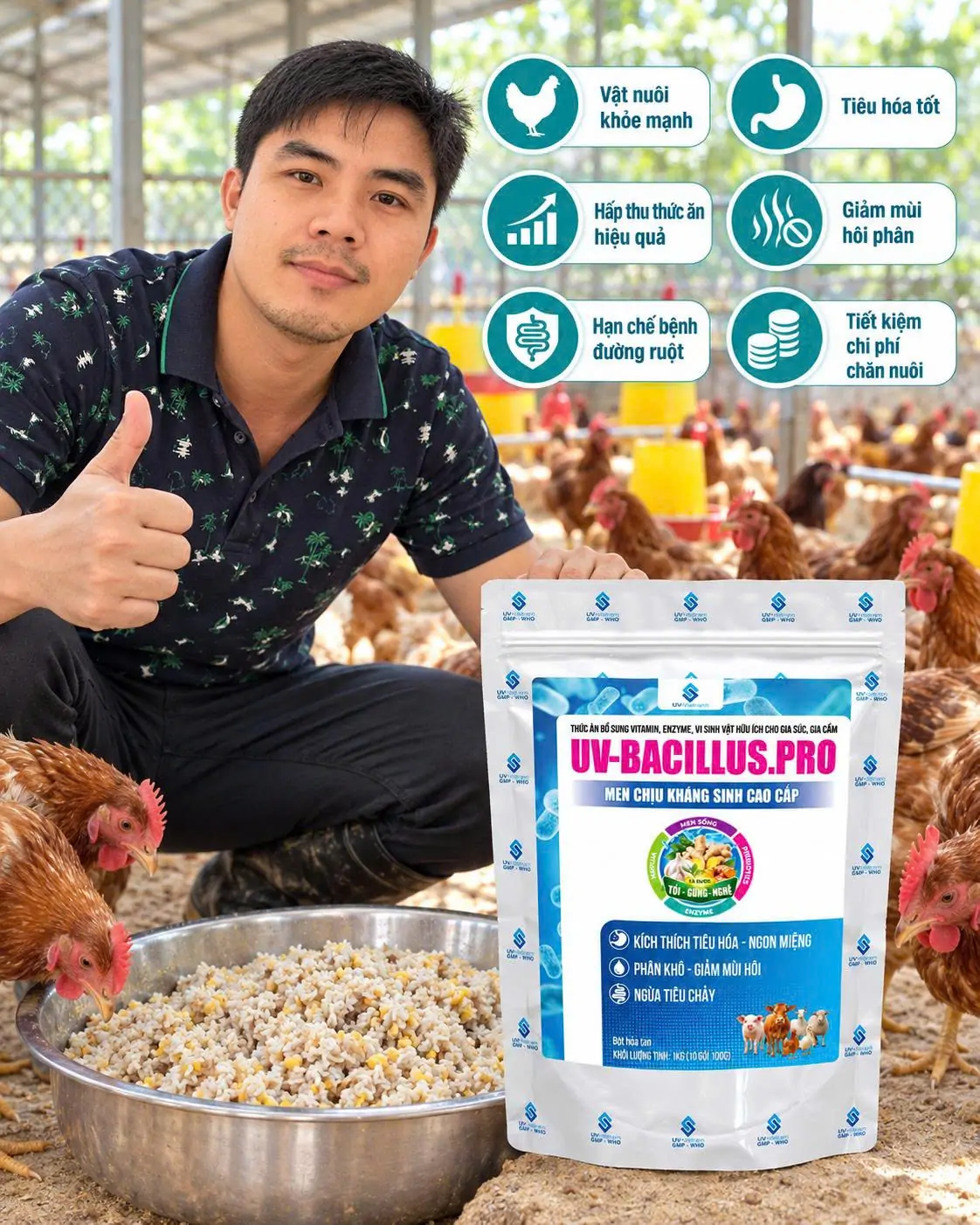 Kỹ thuật nuôi Gà 9 cựa thả vườn hiệu quả từ A-Z cho người mới
