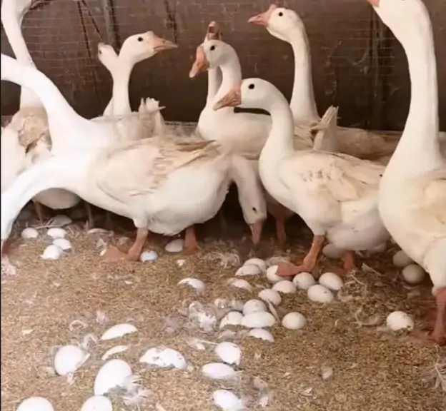 Kỹ thuật chăn nuôi ngỗng thả lang