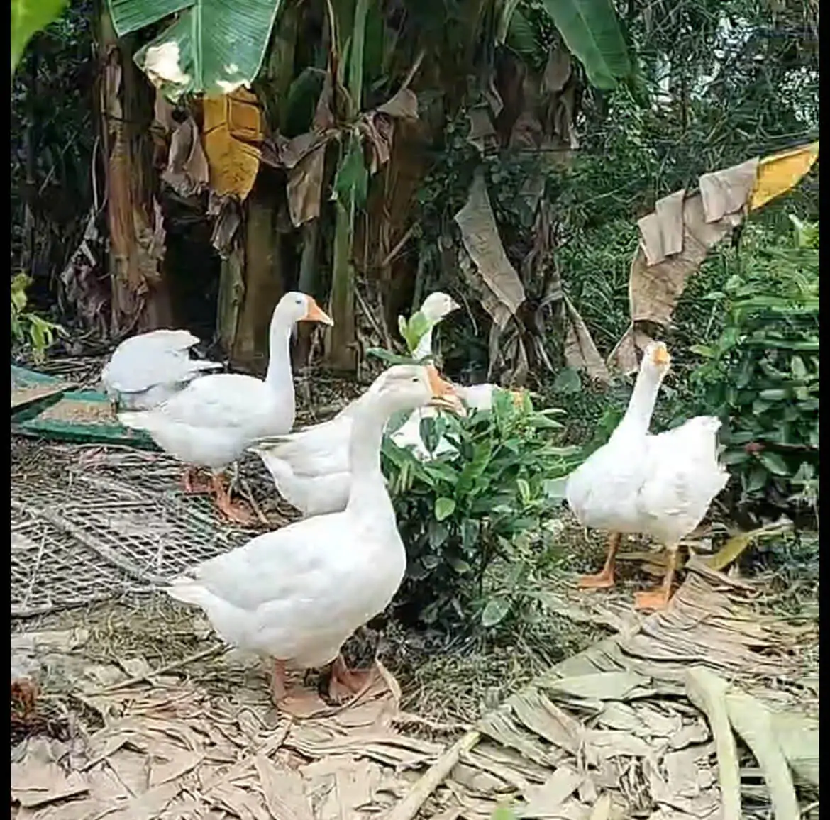 TRI THỨC NHÀ NÔNG