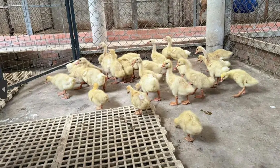 Kỹ thuật úm ngỗng con