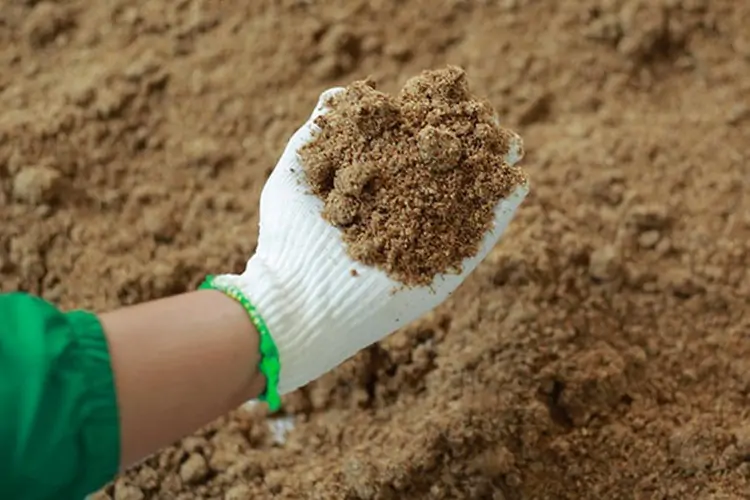Kỹ thuật ấp trứng gà sao