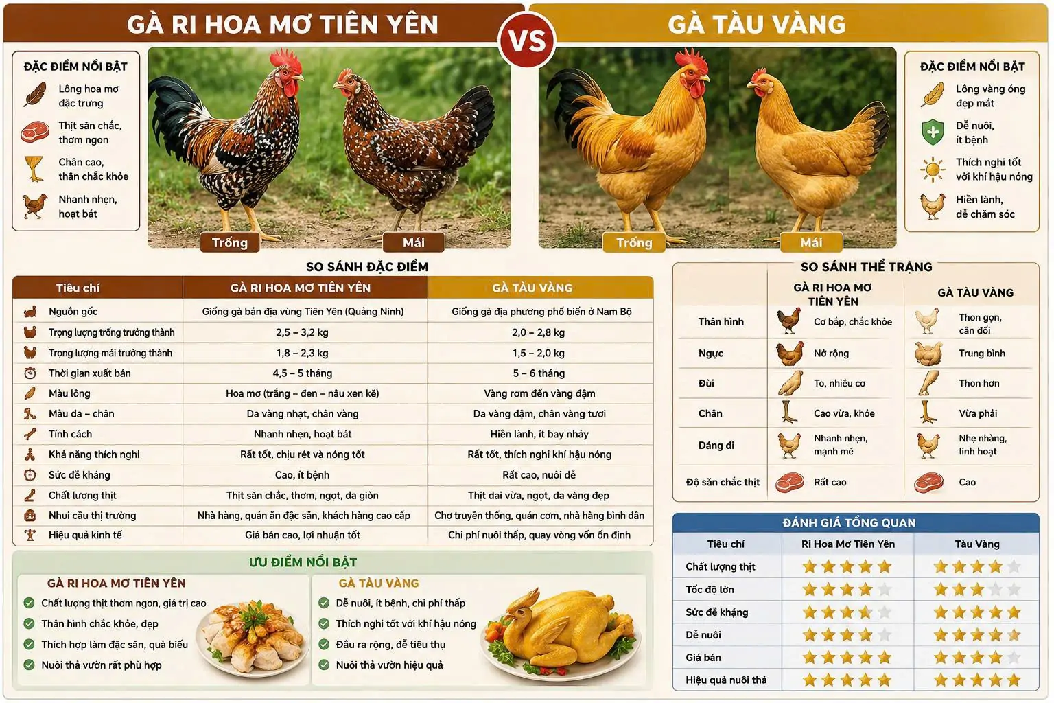 So sánh gà ri hoa mơ Tiên Yên và gà tàu vàng