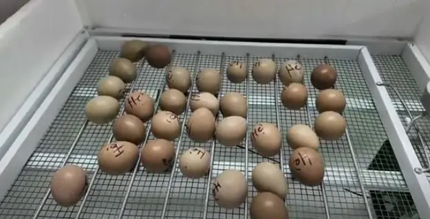 c&aacute;ch ấp trứng chim trĩ