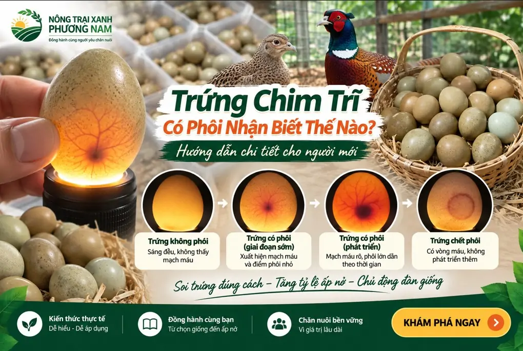 Kỹ thuật nuôi Gà 9 cựa thả vườn hiệu quả từ A-Z cho người mới