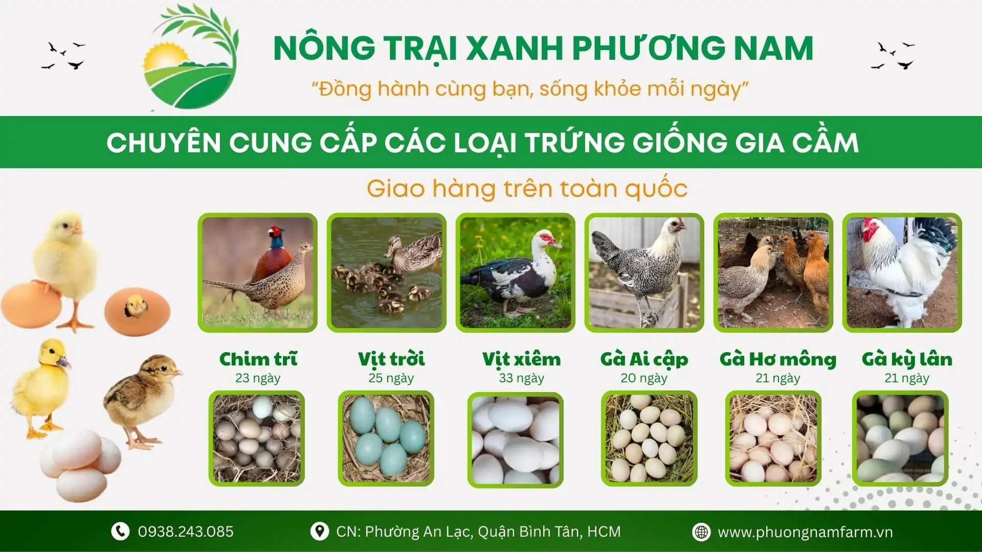 trứng giống c&aacute;c loại gia cầm