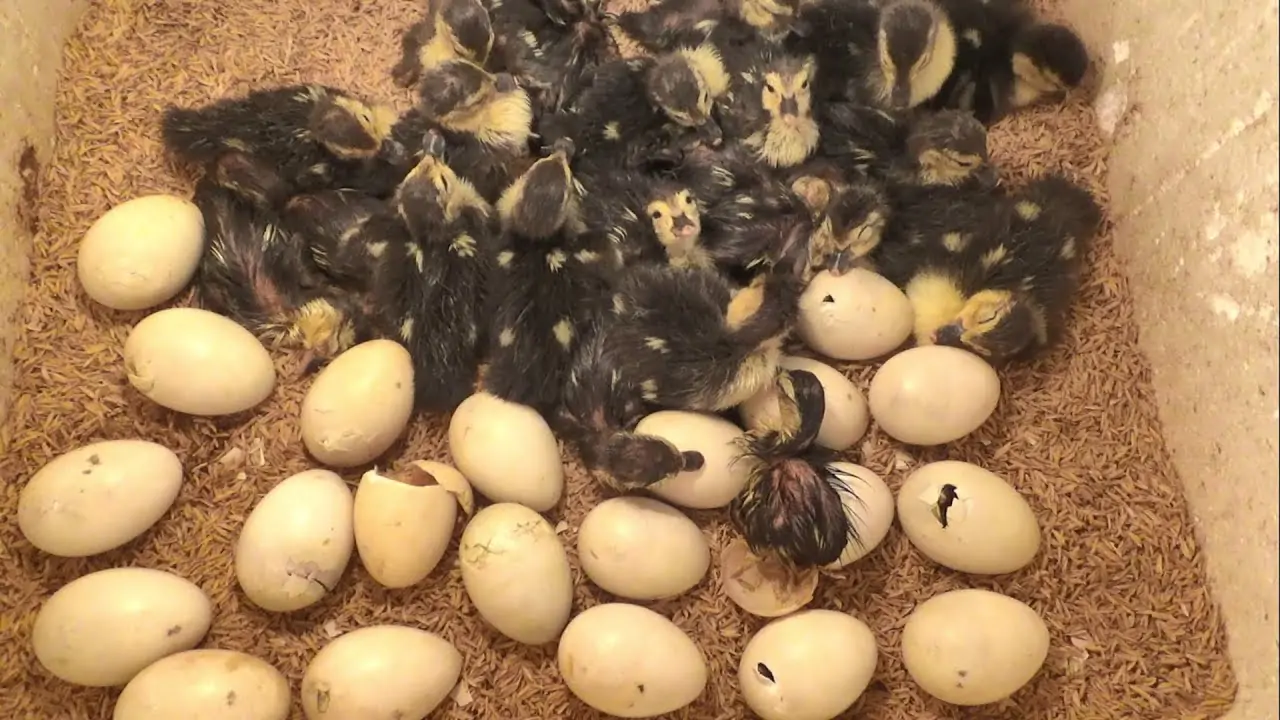 trứng giống c&aacute;c loại gia cầm