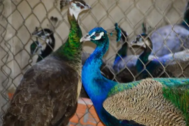 Phân Biệt Gà Ai Cập Vằn Và Gà Ai Cập Trắng