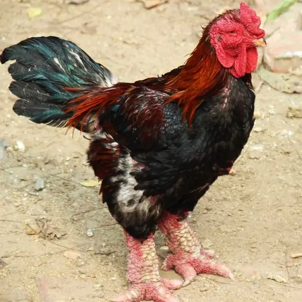 Trứng Chim Trĩ Giống Khác Trứng Ăn Thế Nào? 7 Điều Cần Biết