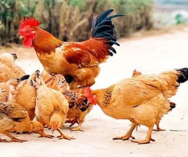 Cộng đồng