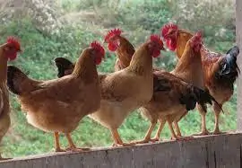 TRI THỨC NHÀ NÔNG