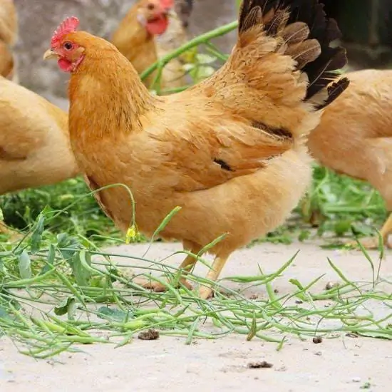 Kỹ thuật nuôi gà Kỳ Lân kiểng tại nhà – Dễ hay khó?