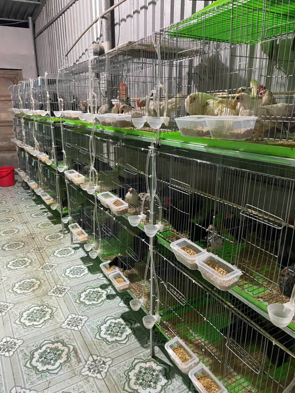 Mô hình nuôi ngỗng kết hợp làm cảnh, giữ nhà và phong thủy