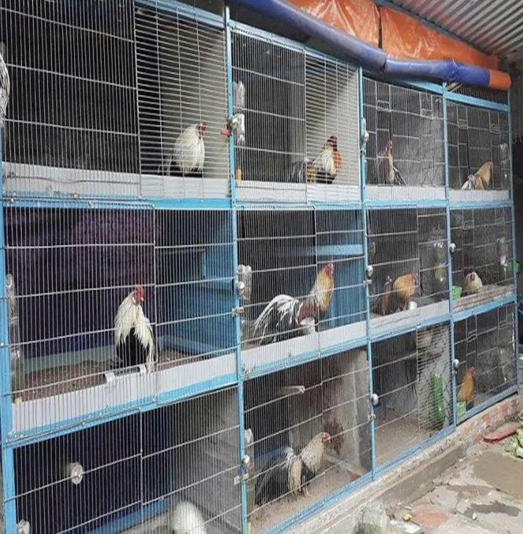 Nu&ocirc;i gia cầm tr&ecirc;n s&acirc;n thượng