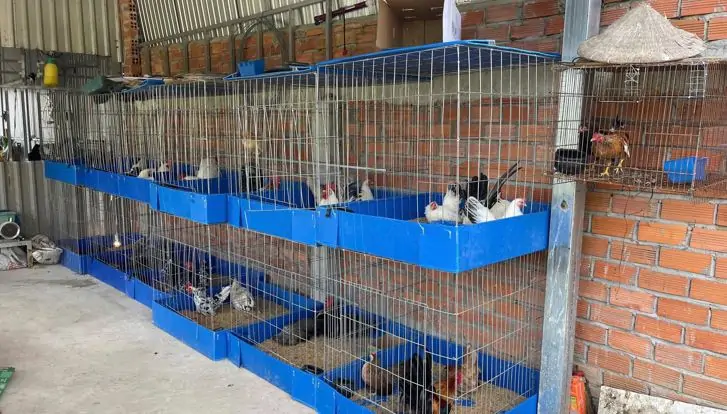 Nu&ocirc;i gia cầm tr&ecirc;n s&acirc;n thượng