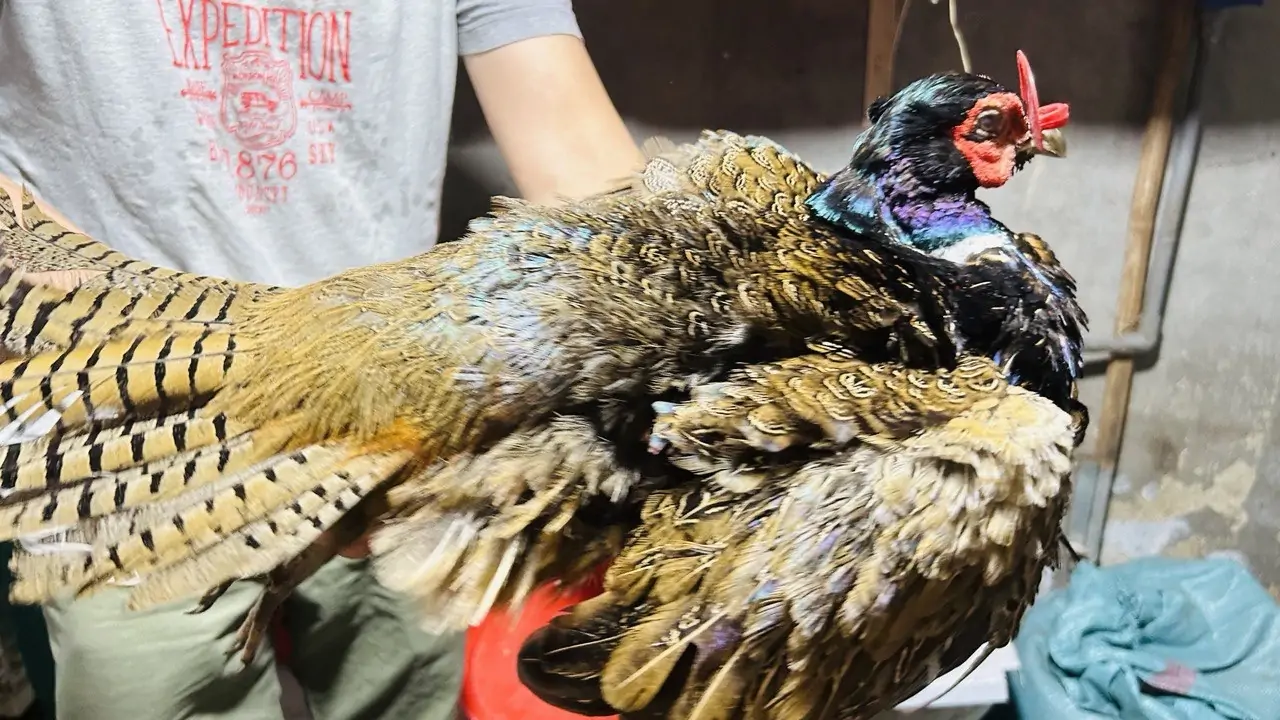 10 Mô Hình Chăn Nuôi Con Giống Độc Lạ, Hiệu Quả Kinh Tế Cao