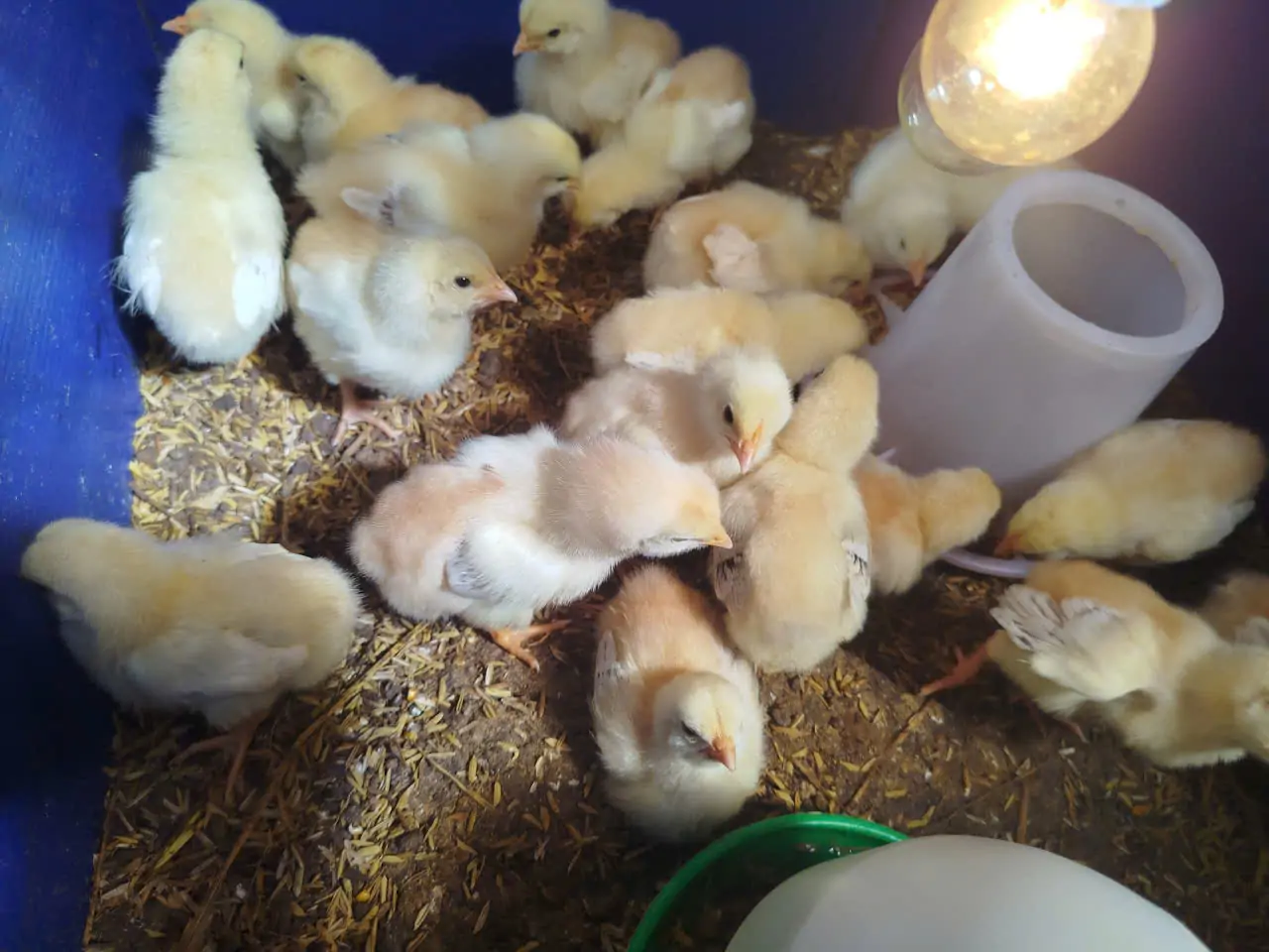 Mô hình nuôi ngỗng kết hợp làm cảnh, giữ nhà và phong thủy