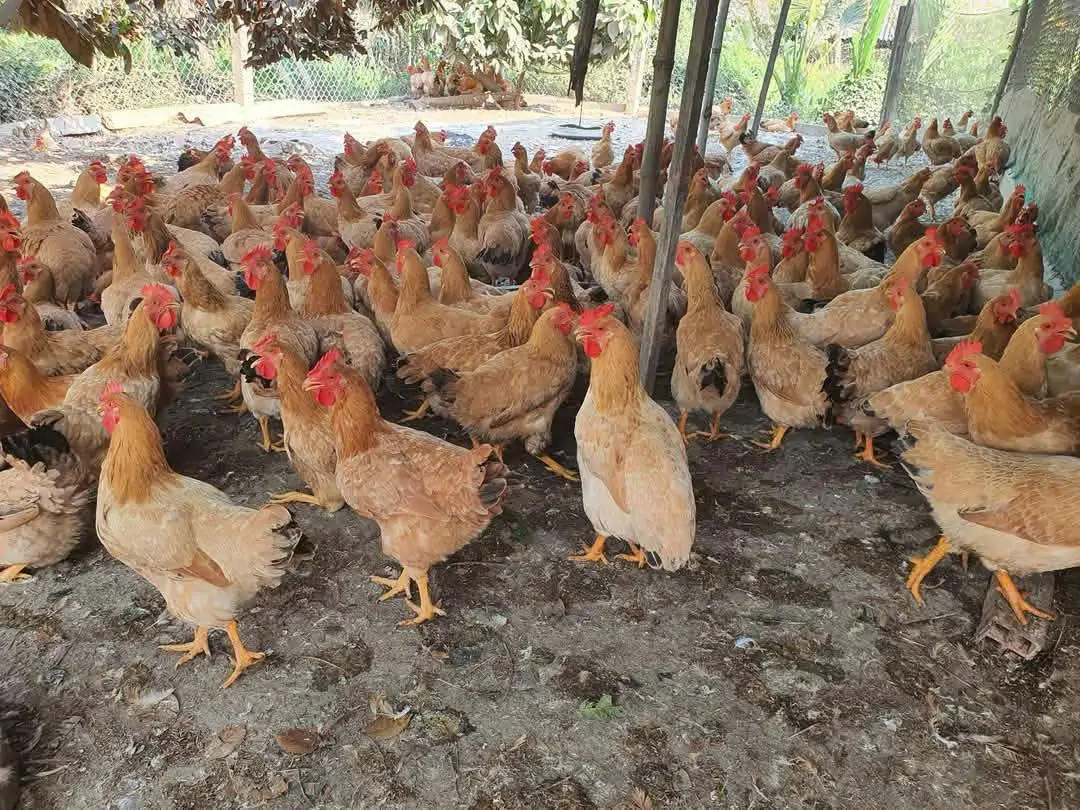 Mô hình nuôi gà tàu vàng lãi lớn, vốn ít, rủi ro thấp