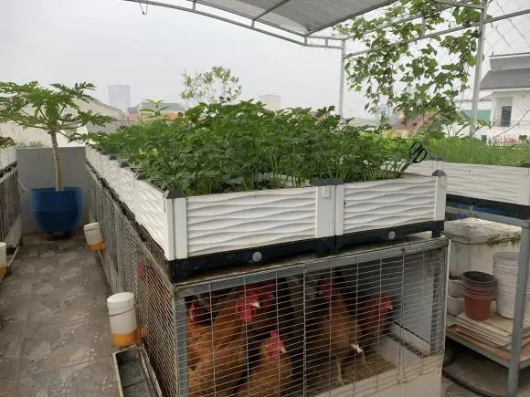 Mô Hình Nông Nghiệp Nuôi Gà Trồng Rau Trên Sân Thượng