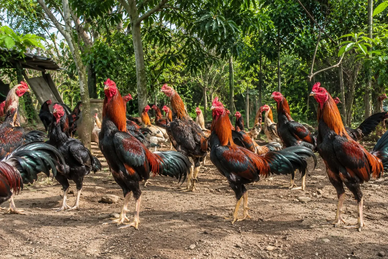 Mua g&agrave; n&ograve;i đ&ograve;n giống ở đ&acirc;u uy t&iacute;n